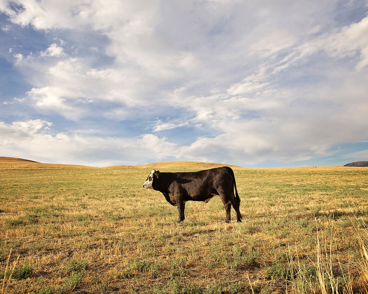Cow in Western Landscape