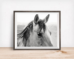 Windy Day Horse Photograph