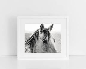 Windy Day Horse Photograph