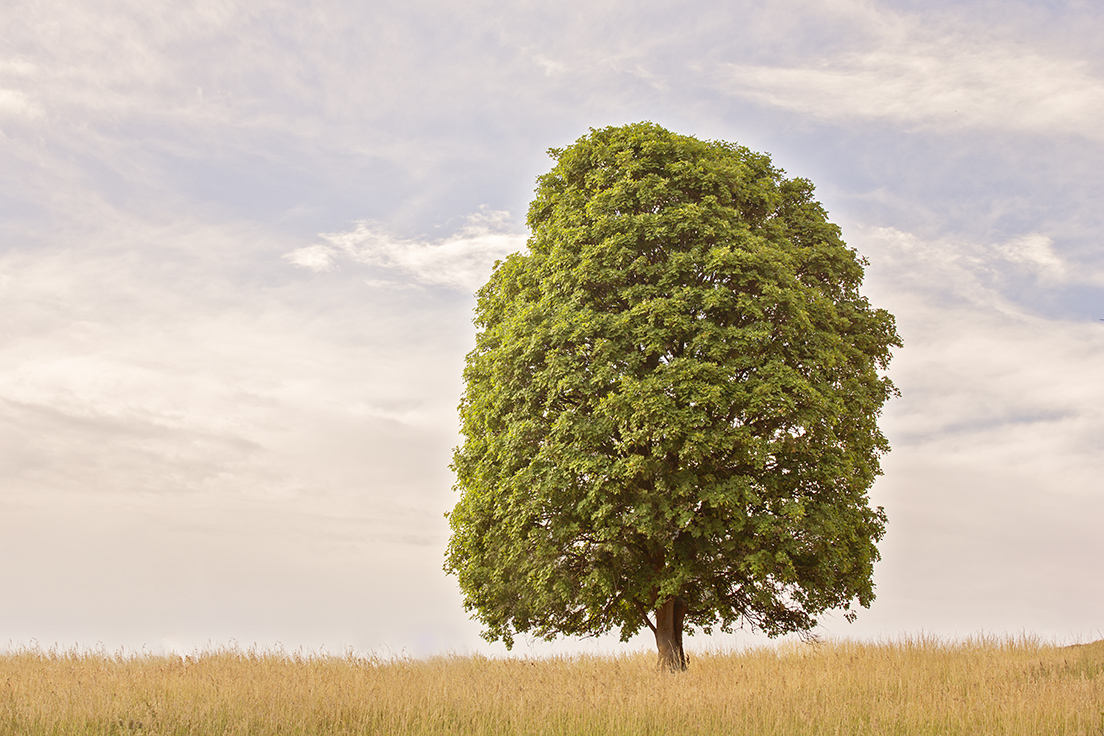 Solitary Green Tree Photograph