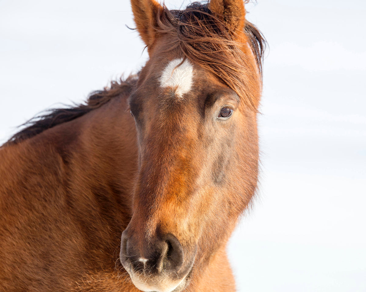 Chestnut Winter Horse