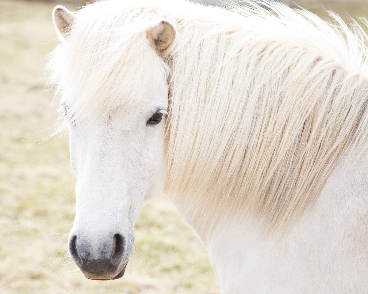 White Horse Picture, Iceland