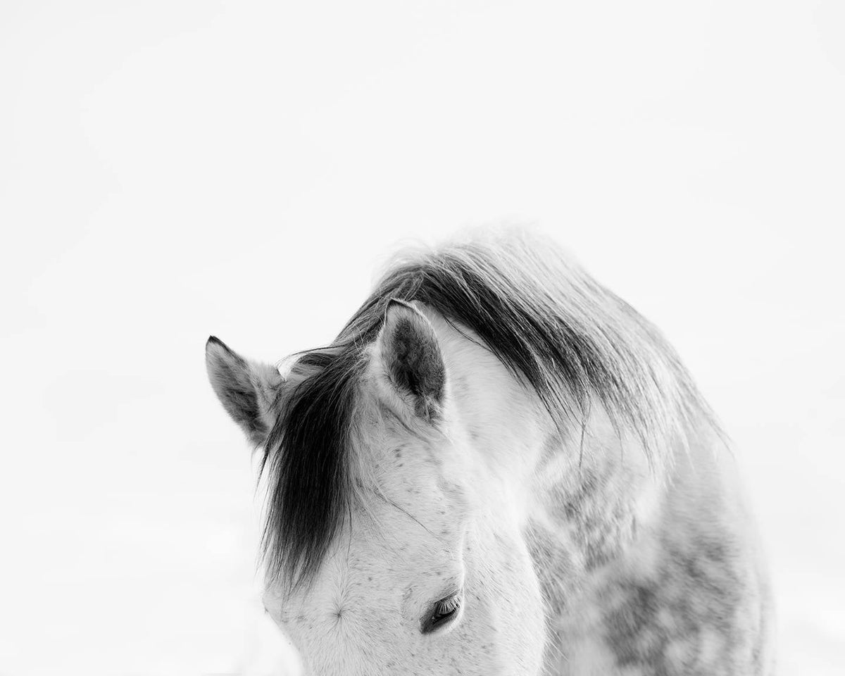 Modern White Horse Photograph