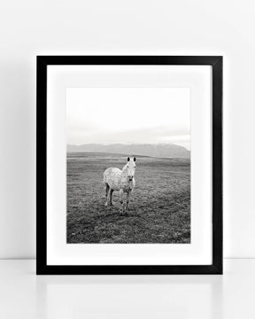 Appaloosa Pasture Horse