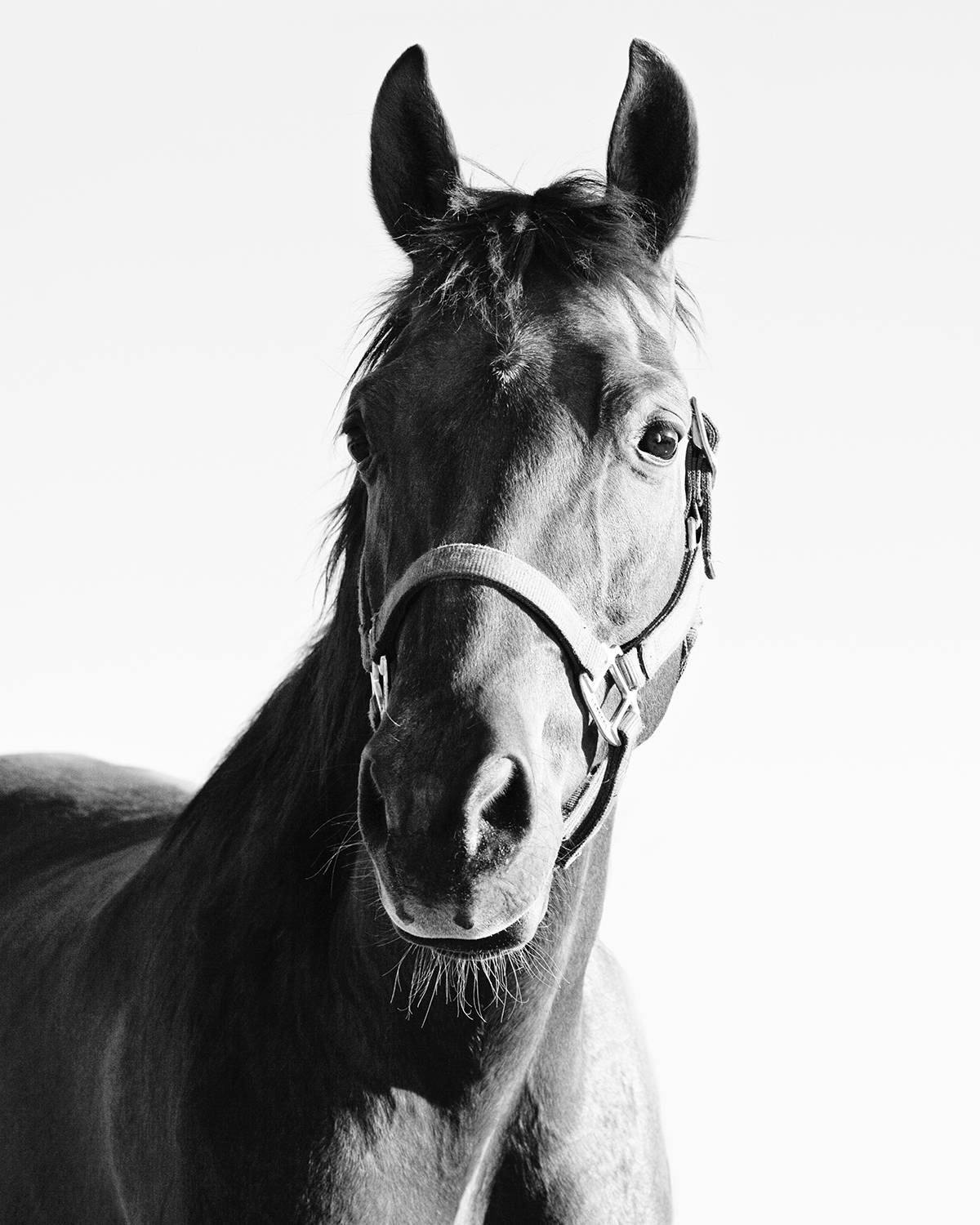 Horse and Halter