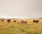 Autumn Cattle