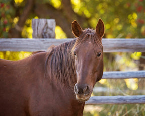 Country Equine Photography