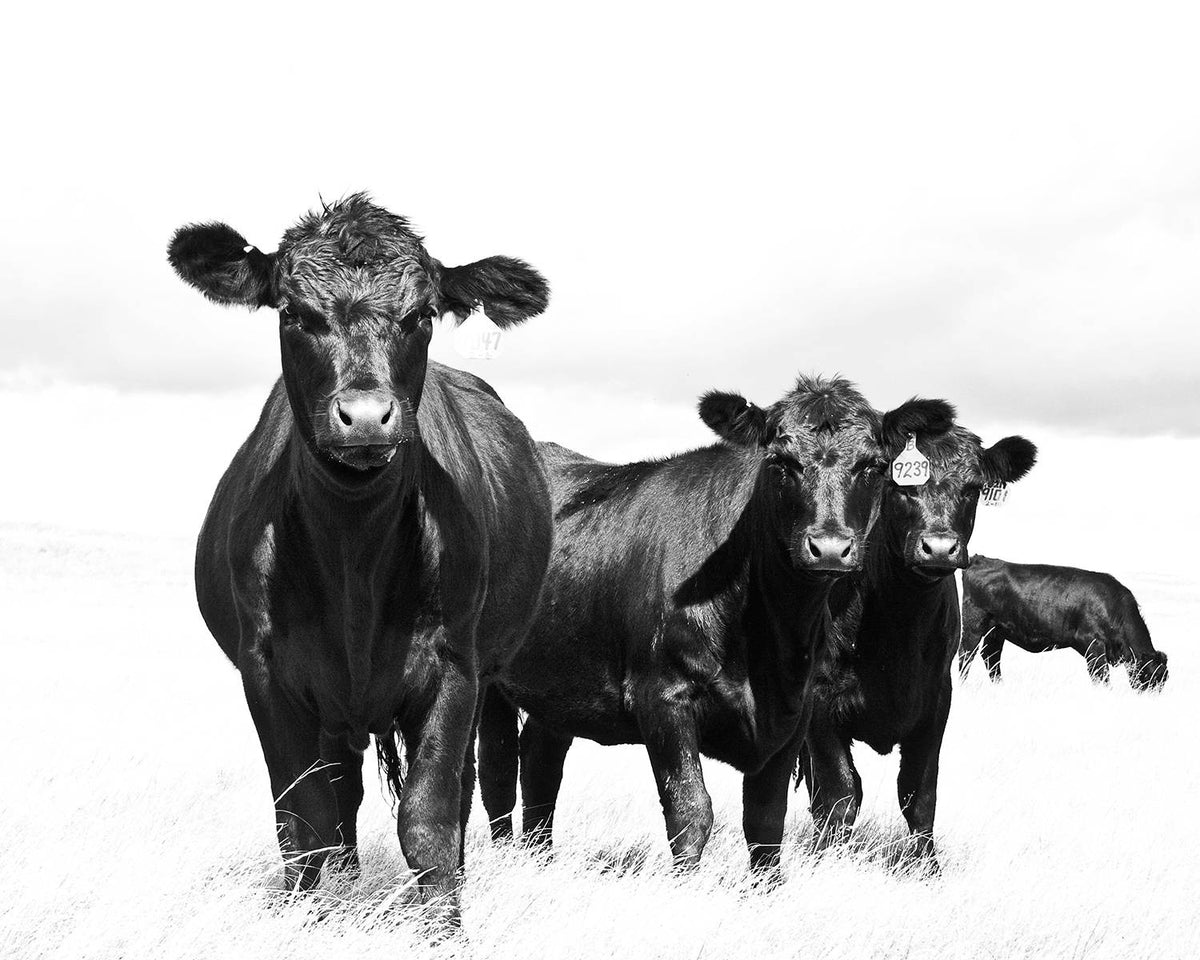 Black and White Sky Cattle