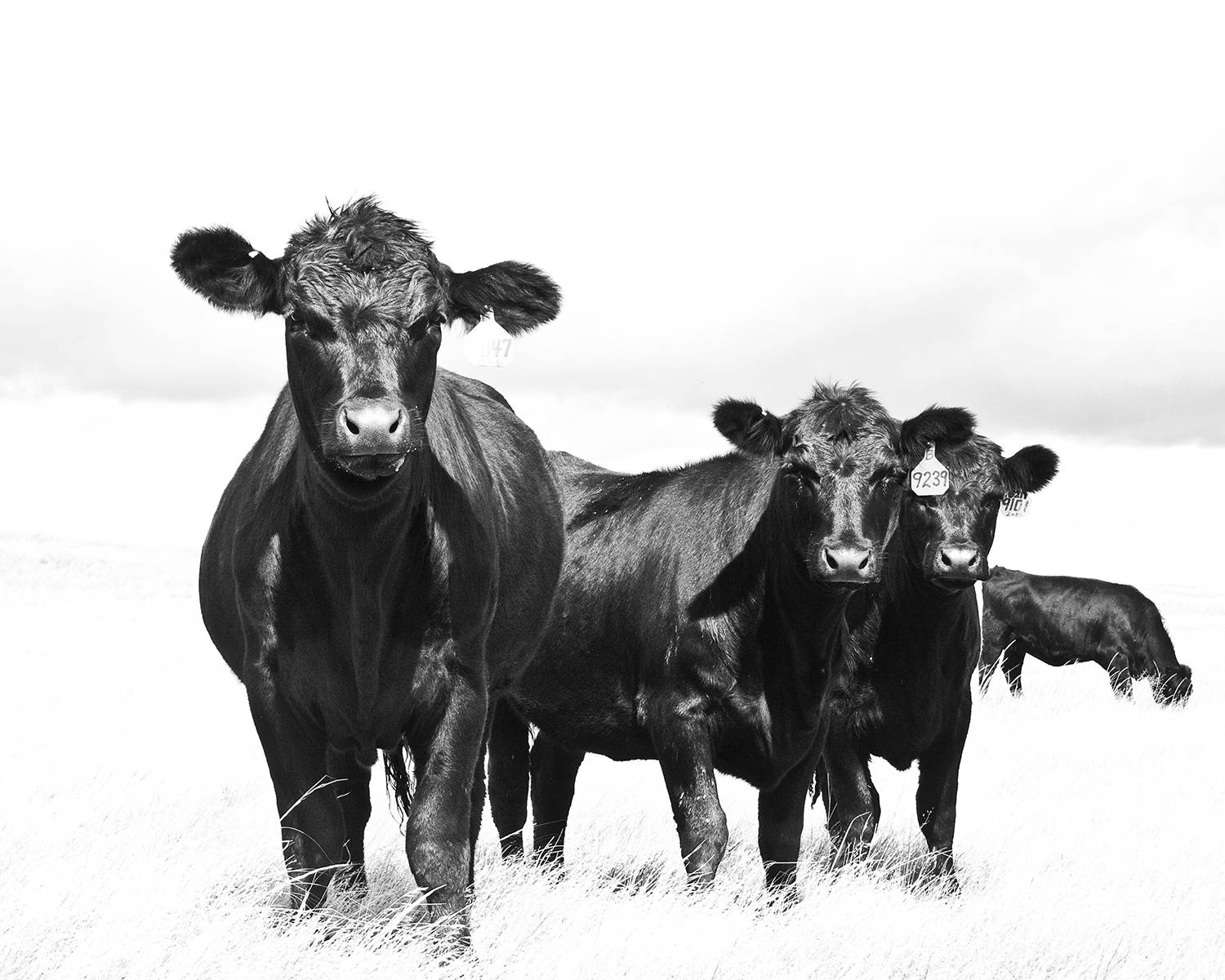 Black and White Sky Cattle