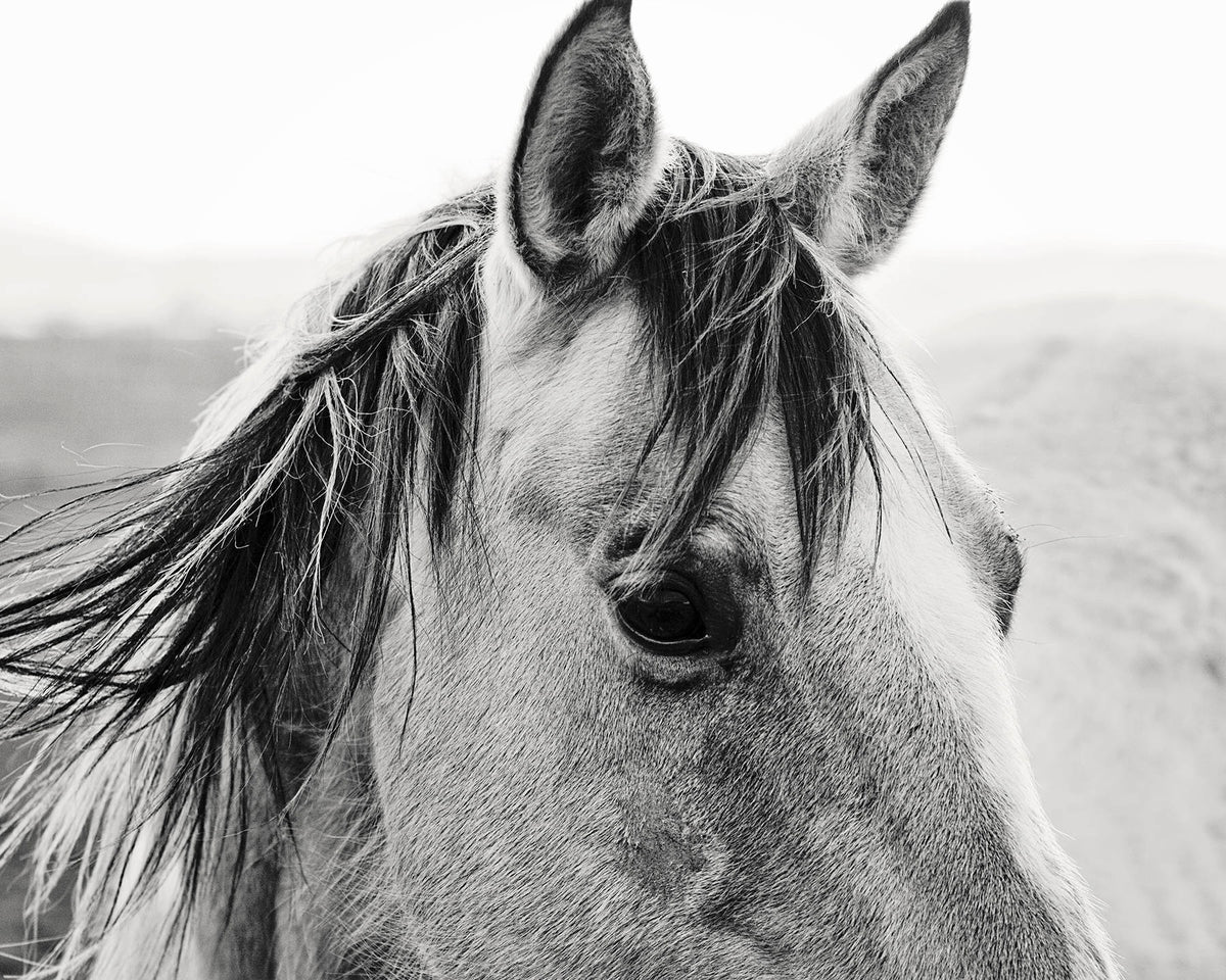 Windy Day Horse Photograph