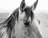 Windy Day Horse Photograph