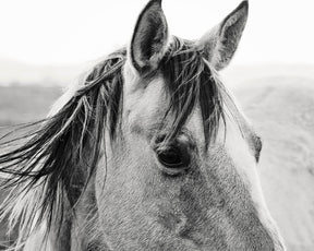 Windy Day Horse Photograph