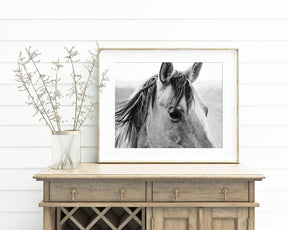 Windy Day Horse Photograph