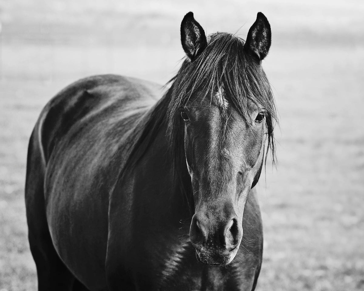 Midnight Horse Photograph