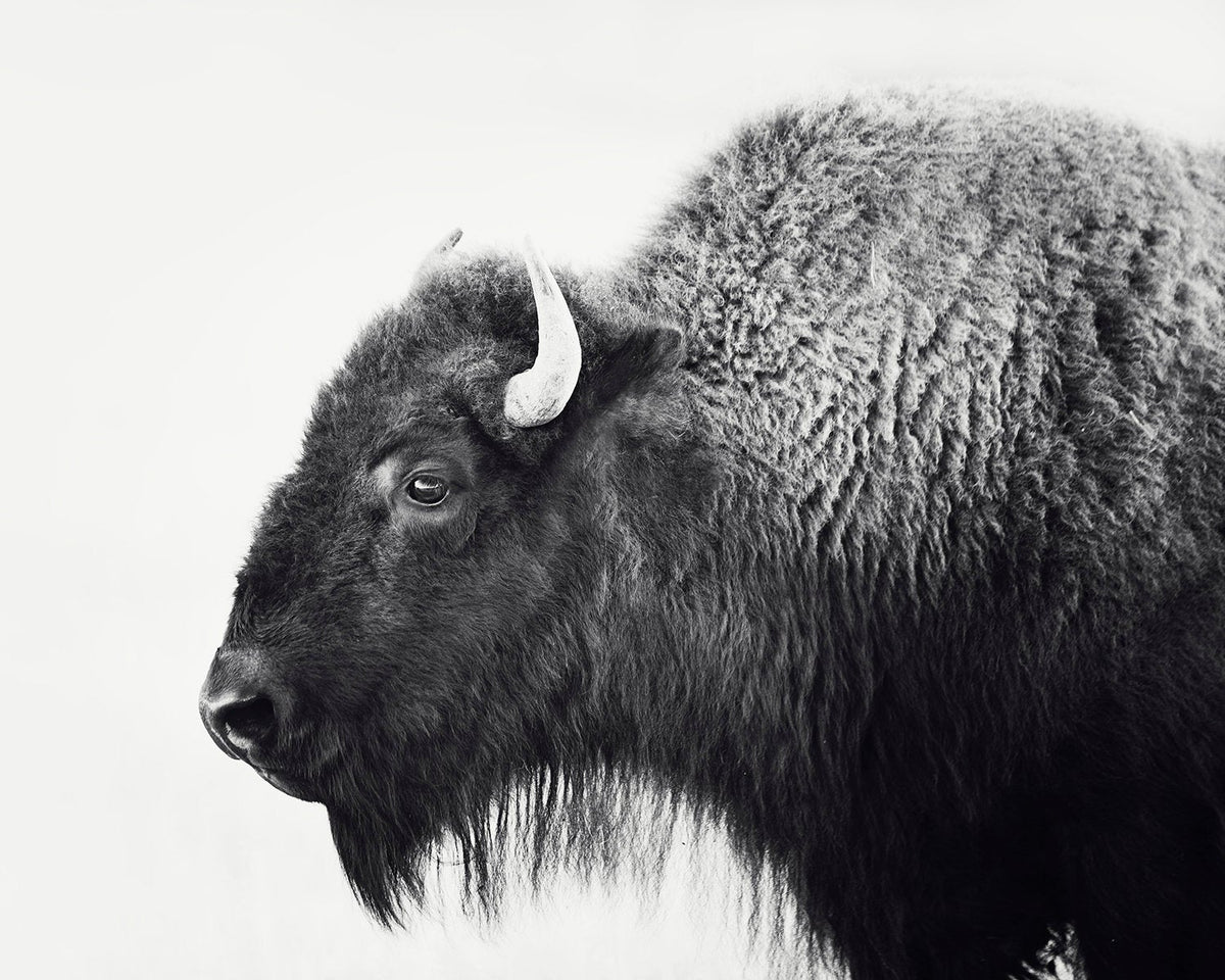 Bison Photograph