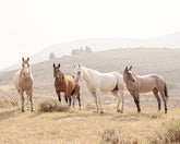 Hillside Horses