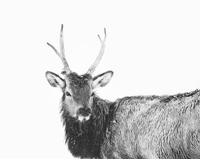 Elk Photograph in Winter