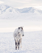 Winter Horse Photograph