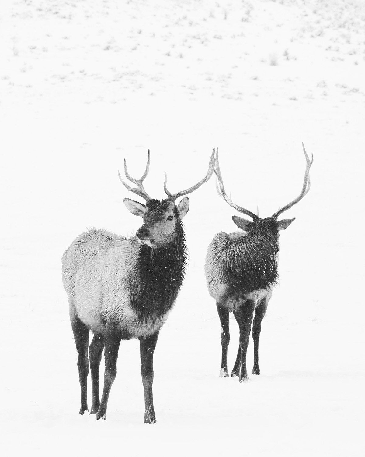 Mirroring Bull Elk