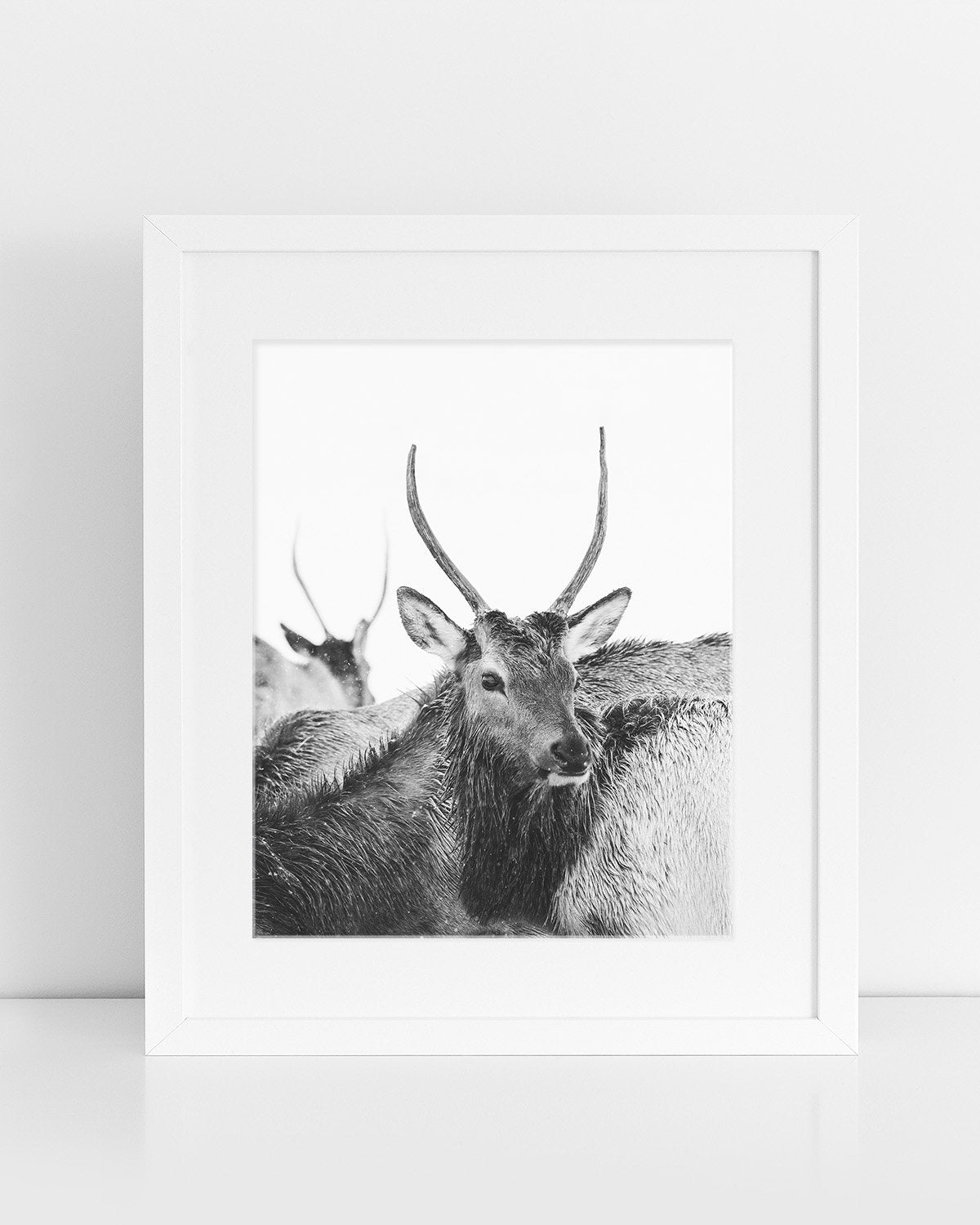 Spike Elk Photograph in Winter