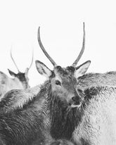 Spike Elk Photograph in Winter