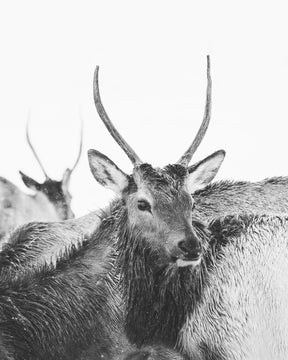 Spike Elk Photograph in Winter