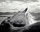 Sunrise Snuggles, Rugged Mountain Horses
