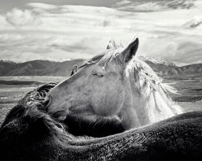 Sunrise Snuggles, Rugged Mountain Horses