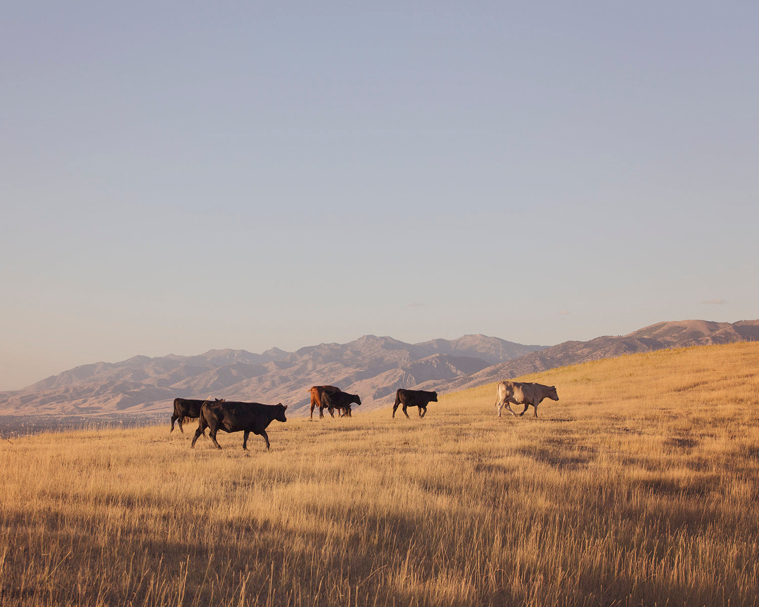 Western Mountain Cattle