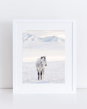 Winter Horse Photograph