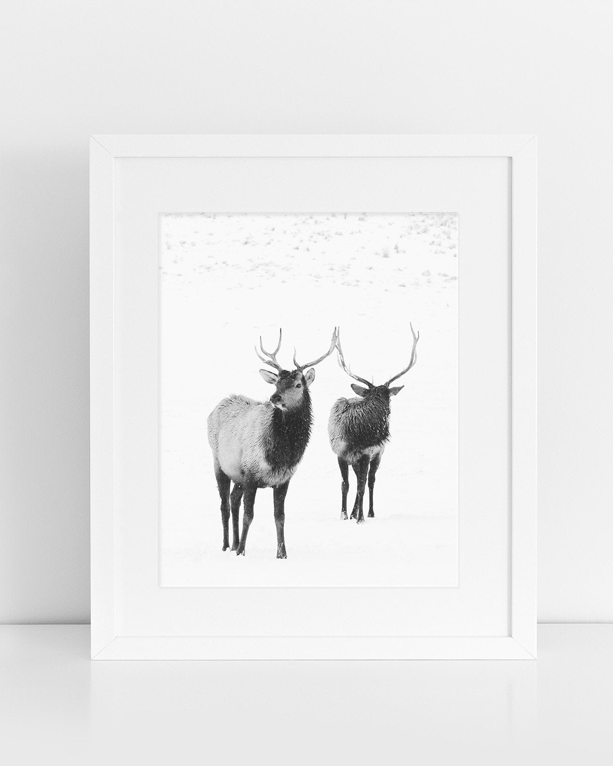 Mirroring Bull Elk