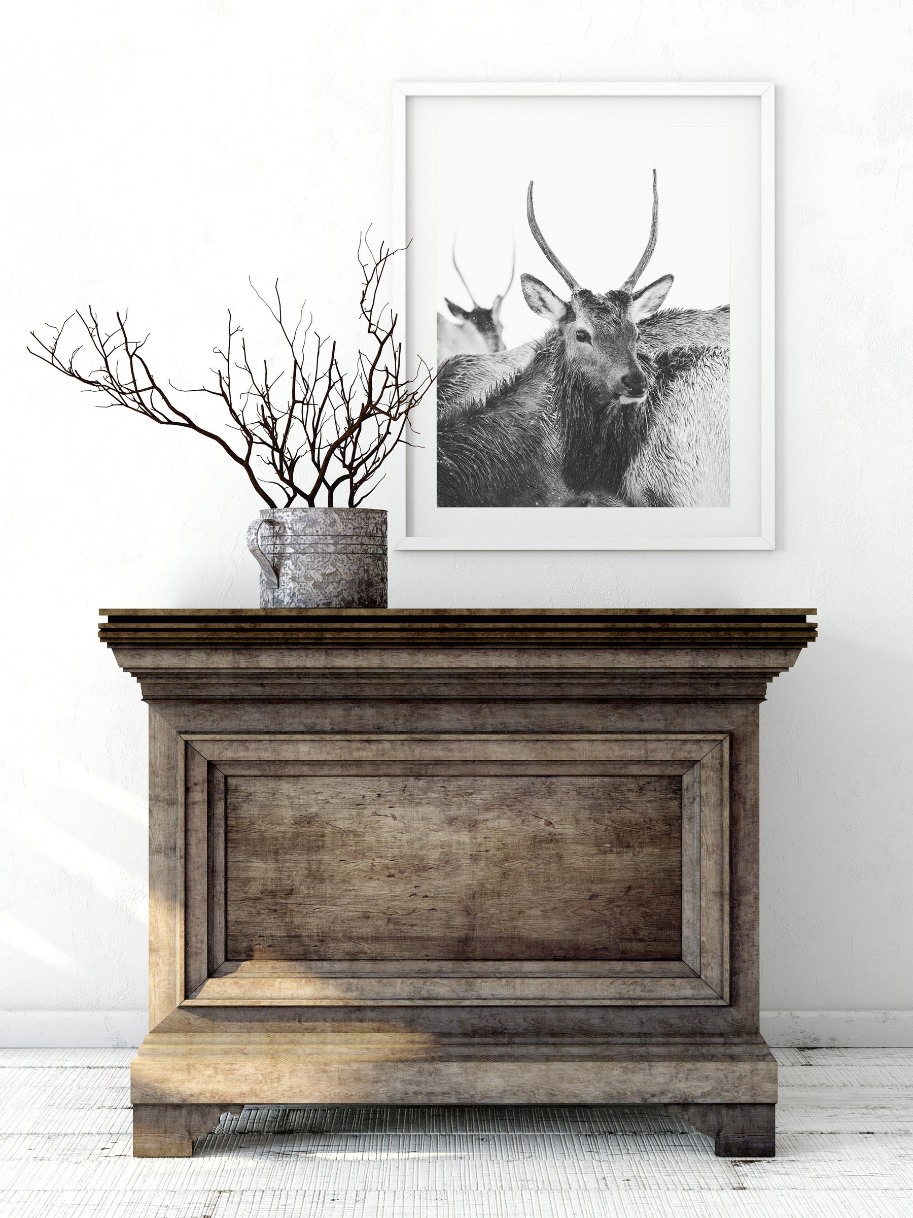 Spike Elk Photograph in Winter