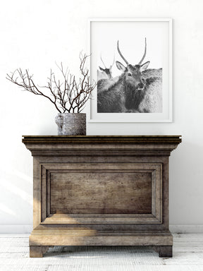 Spike Elk Photograph in Winter