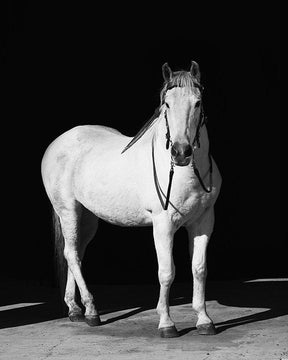White Horse, Black Barn