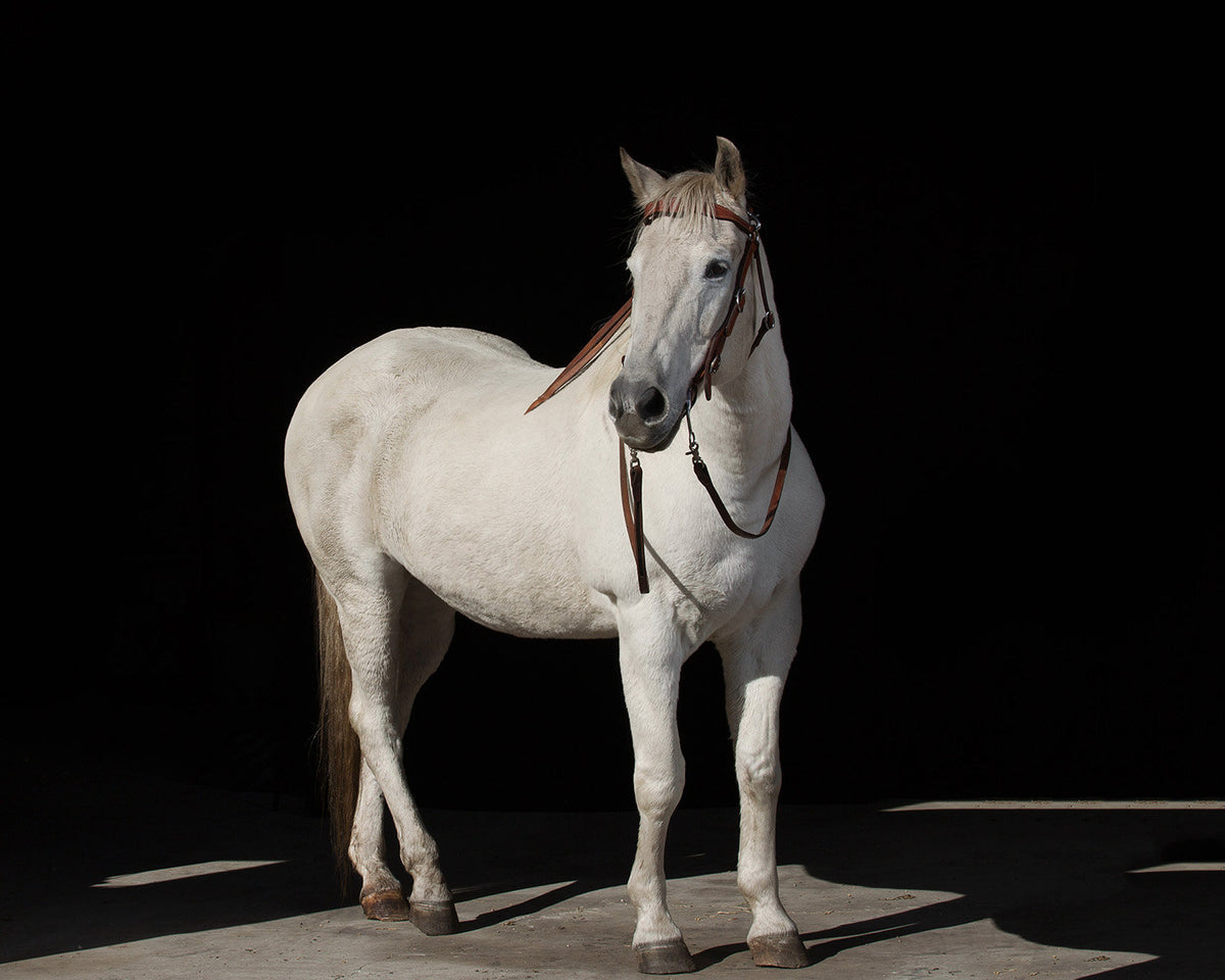 White Horse Portrait