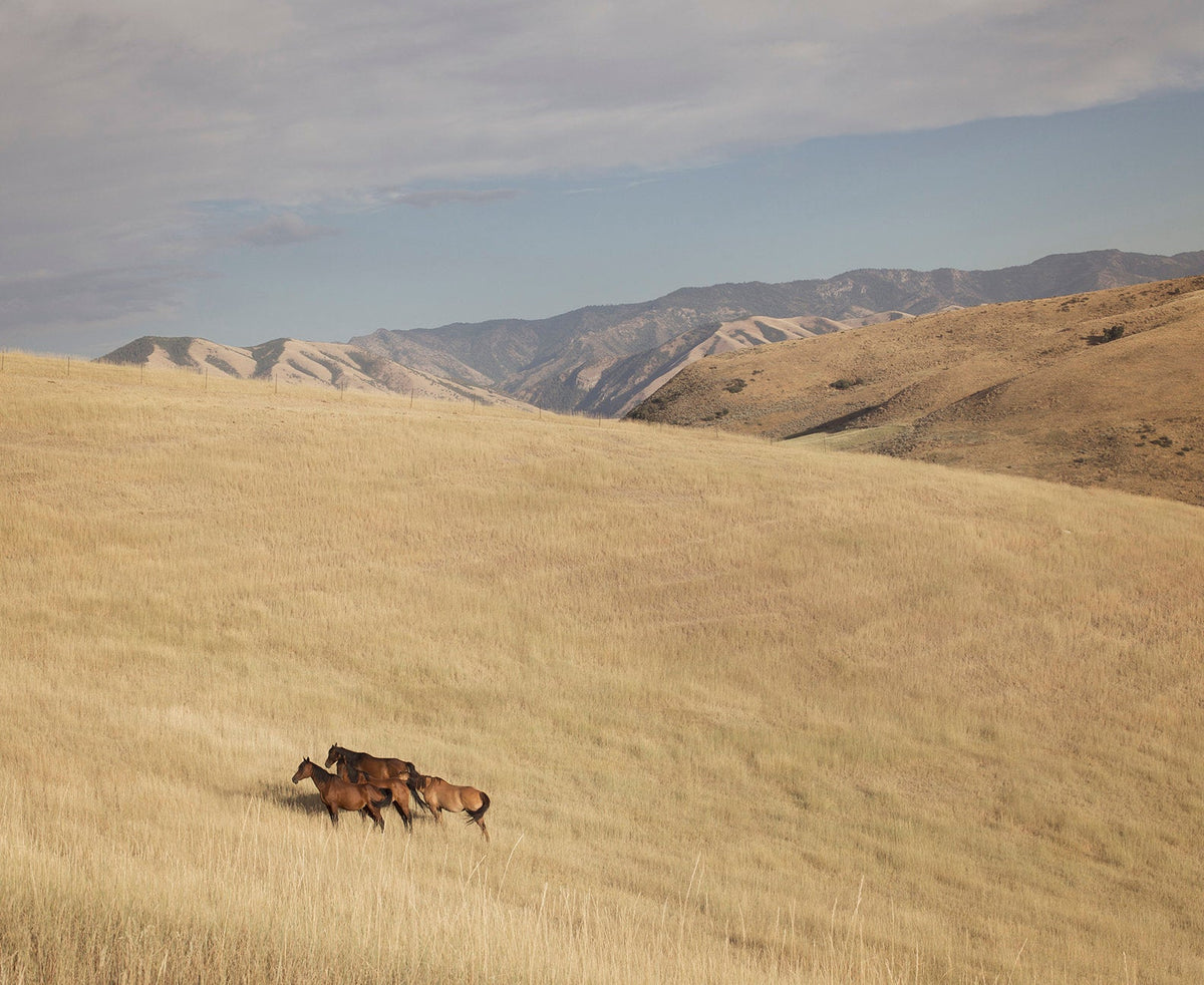 Golden Fields Horse Landscape