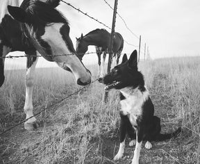 Farm Dog and Horse Print