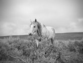 Horse and Sage