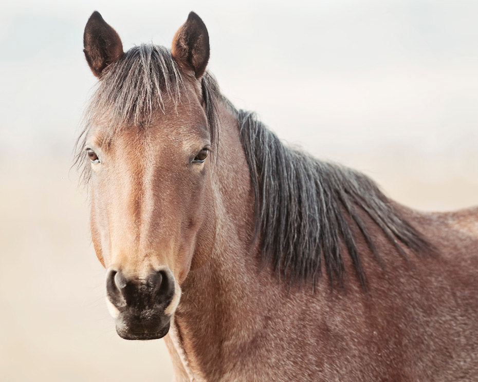 Red Roan Horse Portrait