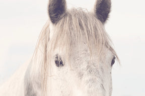 Dreamy Horse Photo
