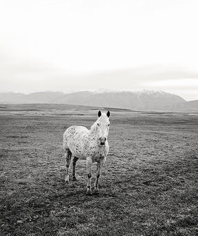 Appaloosa Pasture Horse