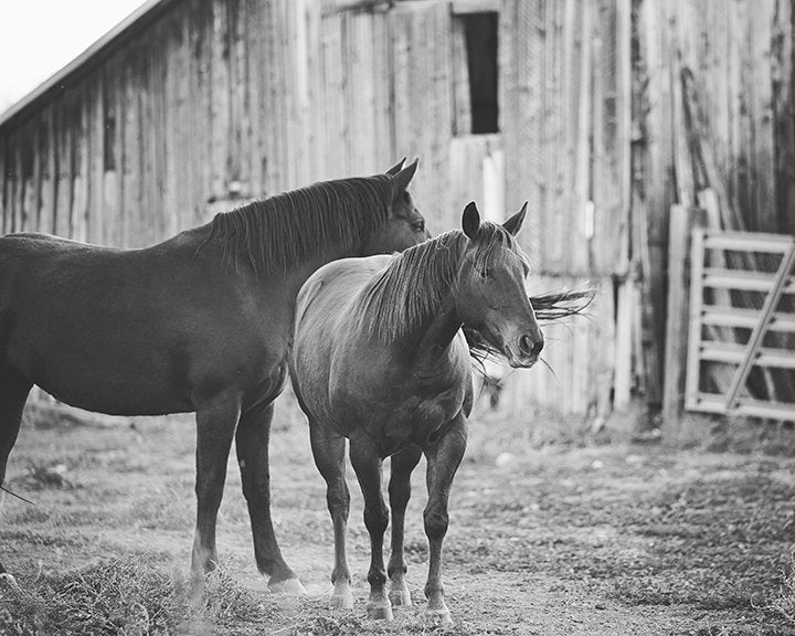 Western Barn Horses