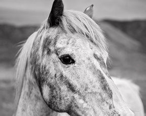 Appaloosa Horse Photo