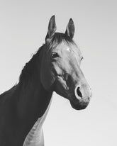 Simple Horse Portrait
