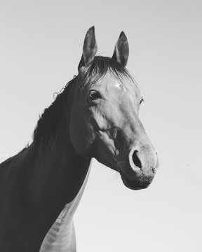 Simple Horse Portrait
