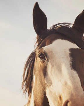 Modern Crop Paint Horse