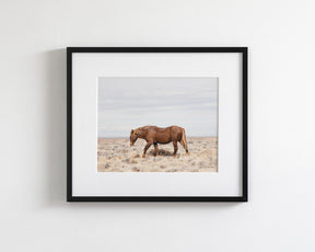 Old Wild Stallion