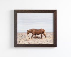 Old Wild Stallion