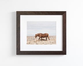 Old Wild Stallion