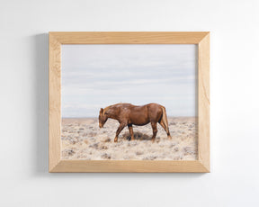 Old Wild Stallion